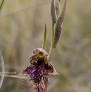 Calochilus platychilus at Captains Flat, NSW - suppressed