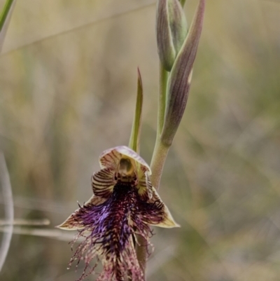 Calochilus platychilus (Purple Beard Orchid) at Captains Flat, NSW - 21 Oct 2023 by Csteele4