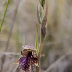 Calochilus platychilus at Captains Flat, NSW - 21 Oct 2023