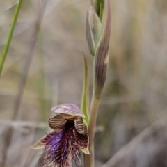 Calochilus platychilus at Captains Flat, NSW - suppressed