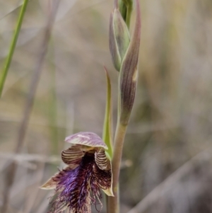 Calochilus platychilus at Captains Flat, NSW - suppressed