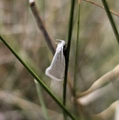 Tipanaea patulella (The White Crambid moth) at Captains Flat, NSW - 21 Oct 2023 by Csteele4