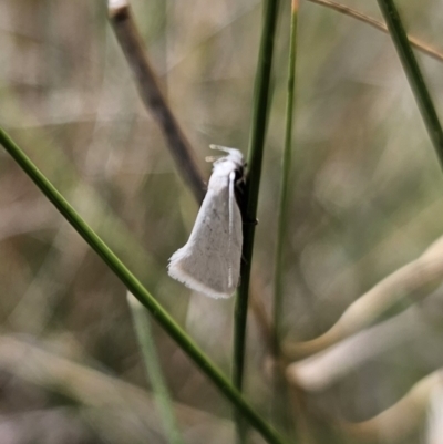 Tipanaea patulella (A Crambid moth) at Captains Flat, NSW - 21 Oct 2023 by Csteele4