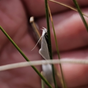 Tipanaea patulella at Captains Flat, NSW - 21 Oct 2023