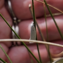 Tipanaea patulella at Captains Flat, NSW - 21 Oct 2023