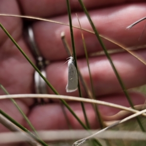 Tipanaea patulella at Captains Flat, NSW - 21 Oct 2023