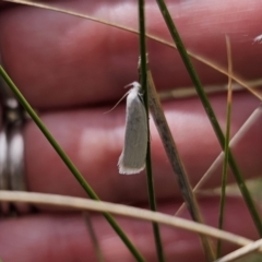 Tipanaea patulella at Captains Flat, NSW - 21 Oct 2023