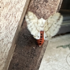 Ardices canescens (Dark-spotted Tiger Moth) at Holder, ACT - 14 Oct 2023 by hackettganggang