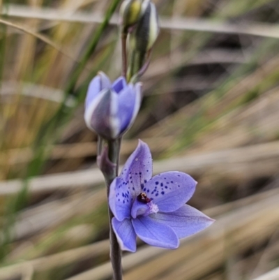 Thelymitra ixioides (Dotted Sun Orchid) at Captains Flat, NSW - 21 Oct 2023 by Csteele4