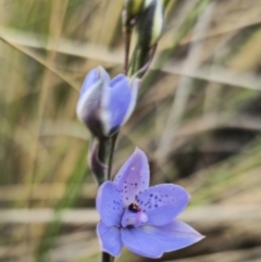 Thelymitra ixioides at QPRC LGA - suppressed