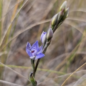 Thelymitra ixioides at QPRC LGA - 21 Oct 2023