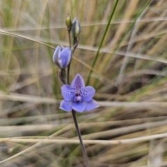 Thelymitra ixioides at QPRC LGA - 21 Oct 2023