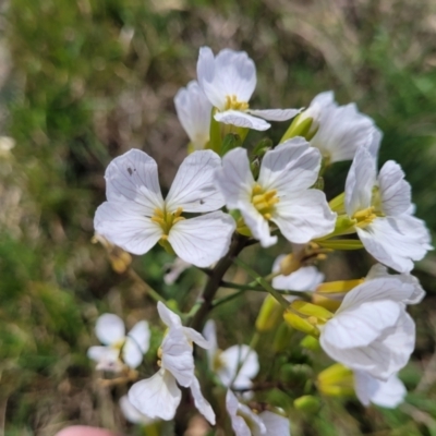 Unverified Other Wildflower or Herb at Sutton, NSW - 21 Oct 2023 by trevorpreston