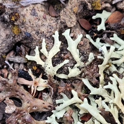 Unidentified Lichen at Gundaroo, NSW - 21 Oct 2023 by trevorpreston