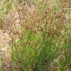 Gonocarpus tetragynus at Gundaroo, NSW - 21 Oct 2023