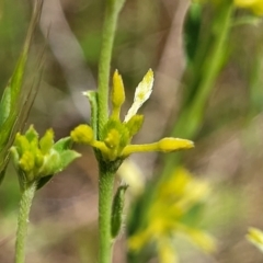 Pimelea curviflora var. sericea (Curved Riceflower) at Gundaroo, NSW - 21 Oct 2023 by trevorpreston