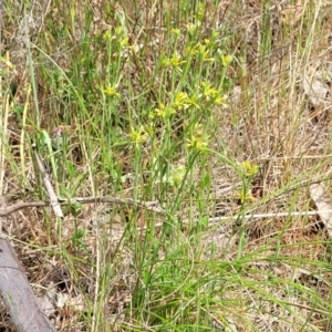 Pimelea curviflora var. sericea at Gundaroo, NSW - 21 Oct 2023