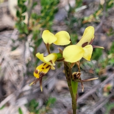 Diuris sulphurea (Tiger Orchid) at Gundaroo, NSW - 21 Oct 2023 by trevorpreston