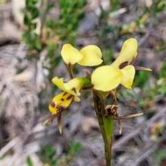 Diuris sulphurea (Tiger Orchid) at Mcleods Creek Res (Gundaroo) - 21 Oct 2023 by trevorpreston