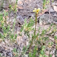 Diuris sulphurea at Gundaroo, NSW - 21 Oct 2023