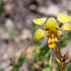 Diuris sulphurea at Gundaroo, NSW - 21 Oct 2023