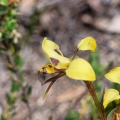 Diuris sulphurea at Gundaroo, NSW - 21 Oct 2023