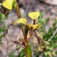 Diuris sulphurea at Gundaroo, NSW - 21 Oct 2023