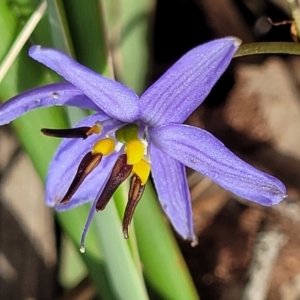 Dianella revoluta at Gundaroo, NSW - 21 Oct 2023 11:40 AM