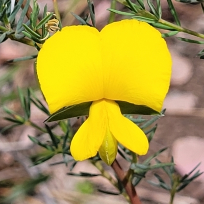 Gompholobium huegelii (pale wedge–pea) at Gundaroo, NSW - 21 Oct 2023 by trevorpreston