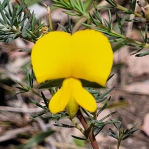 Gompholobium huegelii at Gundaroo, NSW - 21 Oct 2023