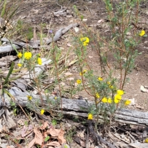 Gompholobium huegelii at Gundaroo, NSW - 21 Oct 2023