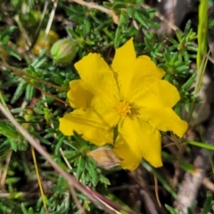 Hibbertia porcata (A Guinea Flower) at Mcleods Creek Res (Gundaroo) - 21 Oct 2023 by trevorpreston