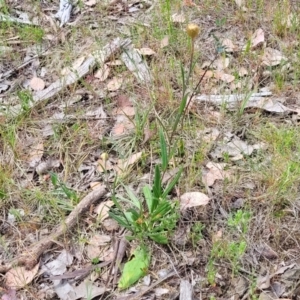 Podolepis jaceoides at Gundaroo, NSW - 21 Oct 2023 11:36 AM