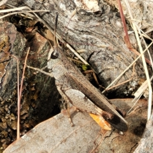 Cryptobothrus chrysophorus at Gundaroo, NSW - 21 Oct 2023 11:36 AM