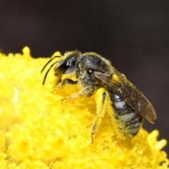 Lasioglossum (Chilalictus) sp. (genus & subgenus) (Halictid bee) at Canberra Central, ACT - 20 Oct 2023 by DianneClarke