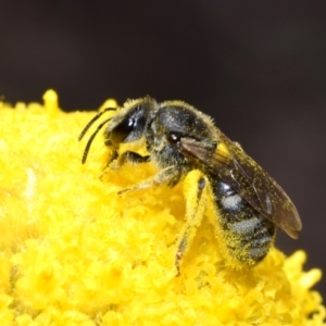 Lasioglossum (Chilalictus) sp. (genus & subgenus) at Canberra Central, ACT - 20 Oct 2023