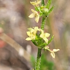 Galium gaudichaudii subsp. gaudichaudii (Rough Bedstraw) at Mcleods Creek Res (Gundaroo) - 21 Oct 2023 by trevorpreston
