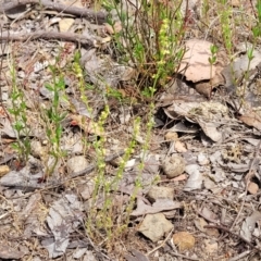 Galium gaudichaudii subsp. gaudichaudii at Gundaroo, NSW - 21 Oct 2023 11:31 AM