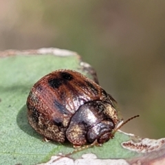 Trachymela sp. (genus) (Brown button beetle) at Gundaroo, NSW - 21 Oct 2023 by trevorpreston