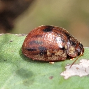 Trachymela sp. (genus) at Gundaroo, NSW - 21 Oct 2023