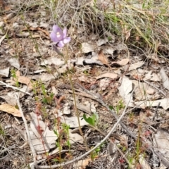 Thelymitra sp. (nuda complex) at Mcleods Creek Res (Gundaroo) - 21 Oct 2023