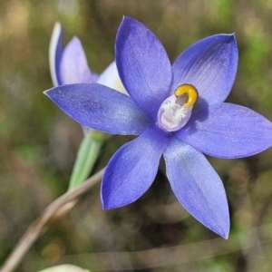 Thelymitra megcalyptra at Mcleods Creek Res (Gundaroo) - suppressed