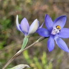 Thelymitra megcalyptra at Mcleods Creek Res (Gundaroo) - suppressed