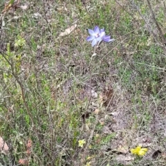 Thelymitra megcalyptra at Mcleods Creek Res (Gundaroo) - 21 Oct 2023