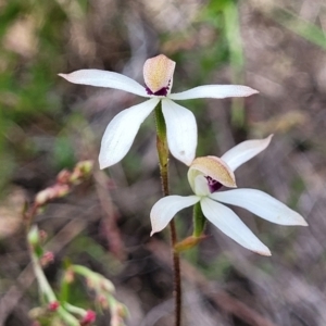 Caladenia cucullata at Gundaroo, NSW - 21 Oct 2023