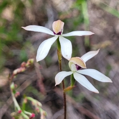 Caladenia cucullata (Lemon Caps) at Gundaroo, NSW - 21 Oct 2023 by trevorpreston