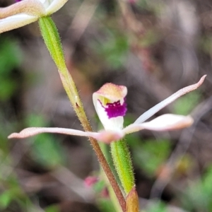 Caladenia cucullata at Gundaroo, NSW - 21 Oct 2023