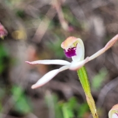 Caladenia cucullata at Gundaroo, NSW - 21 Oct 2023