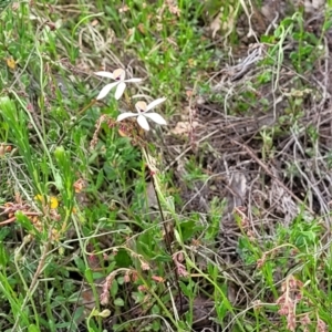 Caladenia cucullata at Gundaroo, NSW - 21 Oct 2023