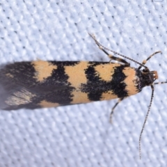 Cirromitra tetratherma (A Concealer moth) at QPRC LGA - 20 Oct 2023 by DianneClarke